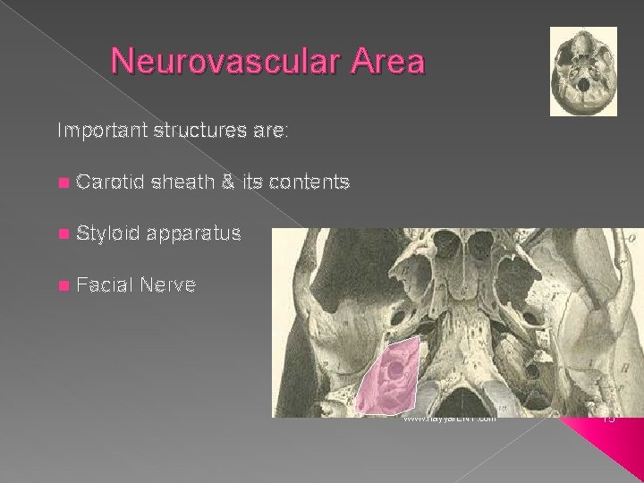 Neurovascular Area Important structures are: n Carotid sheath & its contents n Styloid apparatus