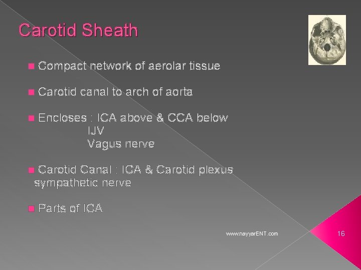 Carotid Sheath n Compact network of aerolar tissue n Carotid canal to arch of