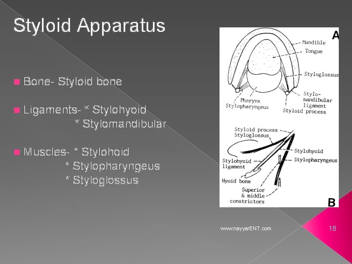 Styloid Apparatus n Bone- Styloid bone n Ligaments- * Stylohyoid * Stylomandibular n Muscles-