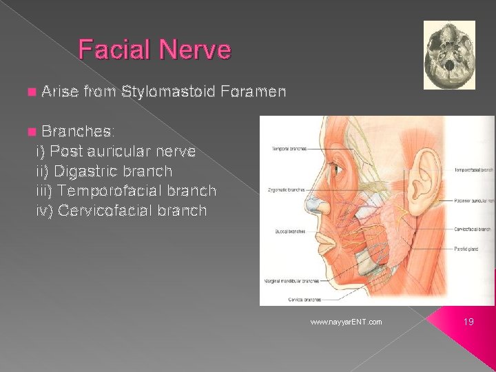 Facial Nerve n Arise from Stylomastoid Foramen Branches: i) Post auricular nerve ii) Digastric