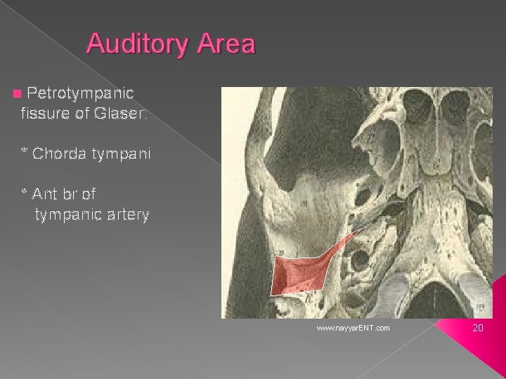 Auditory Area Petrotympanic fissure of Glaser: n * Chorda tympani * Ant br of