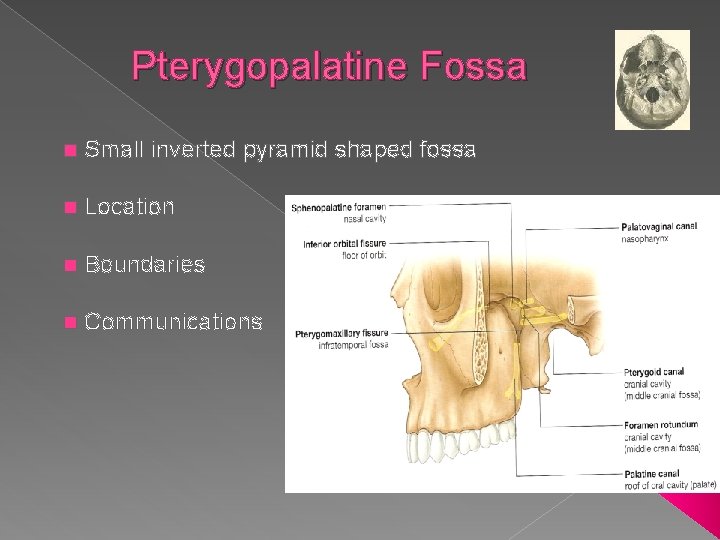 Pterygopalatine Fossa n Small inverted pyramid shaped fossa n Location n Boundaries n Communications