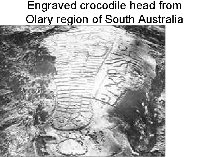 Engraved crocodile head from Olary region of South Australia 