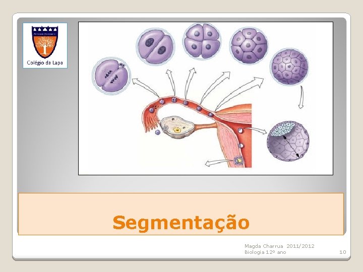 Segmentação Magda Charrua 2011/2012 Biologia 12º ano 10 