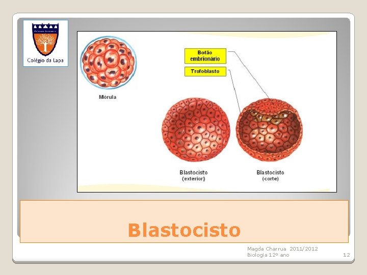 Blastocisto Magda Charrua 2011/2012 Biologia 12º ano 12 
