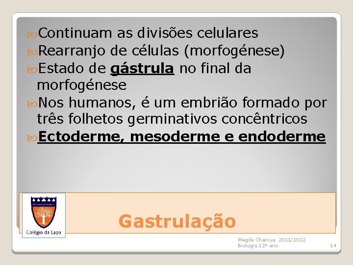  Continuam as divisões celulares Rearranjo de células (morfogénese) Estado de gástrula no final