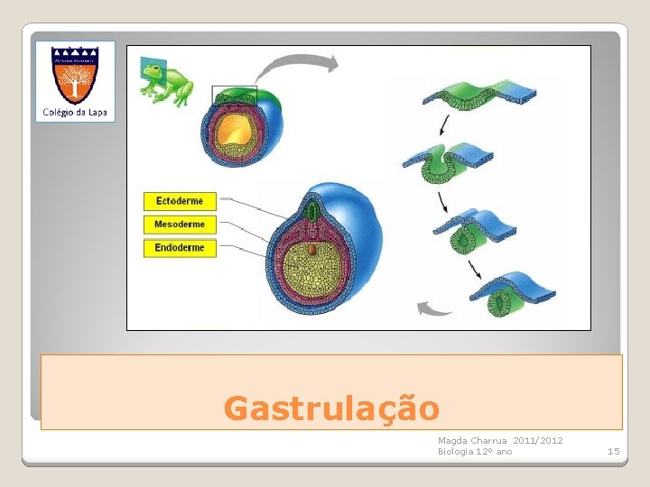 Gastrulação Magda Charrua 2011/2012 Biologia 12º ano 15 