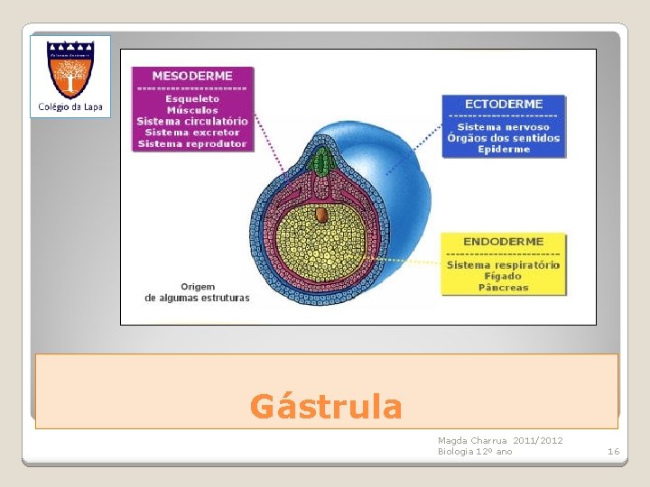 Gástrula Magda Charrua 2011/2012 Biologia 12º ano 16 