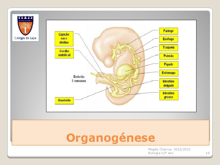 Organogénese Magda Charrua 2011/2012 Biologia 12º ano 18 