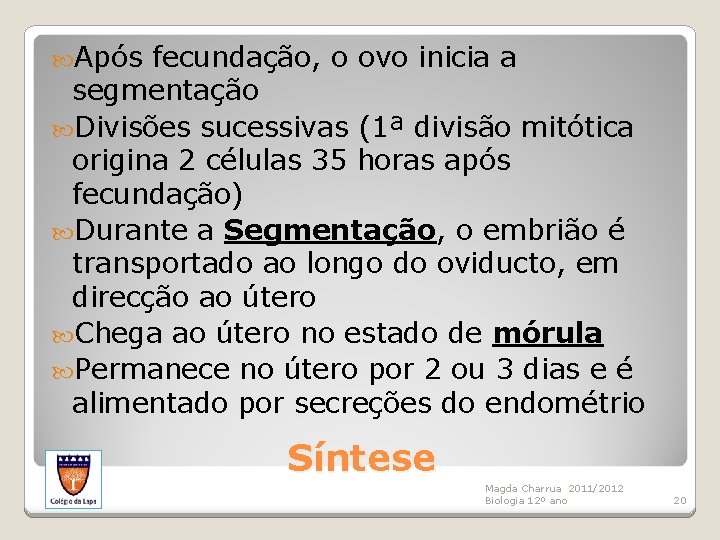  Após fecundação, o ovo inicia a segmentação Divisões sucessivas (1ª divisão mitótica origina