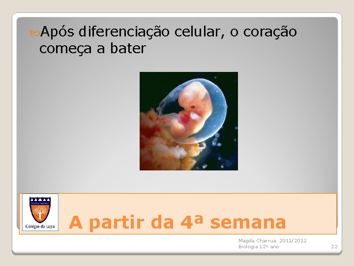  Após diferenciação celular, o coração começa a bater A partir da 4ª semana