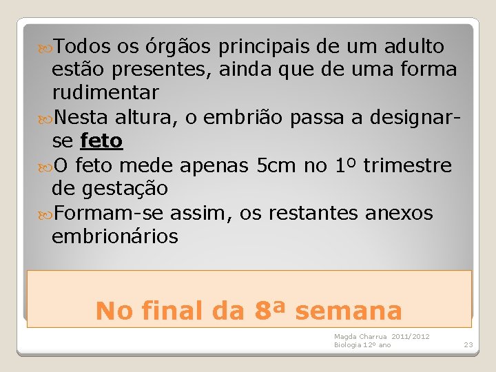  Todos os órgãos principais de um adulto estão presentes, ainda que de uma