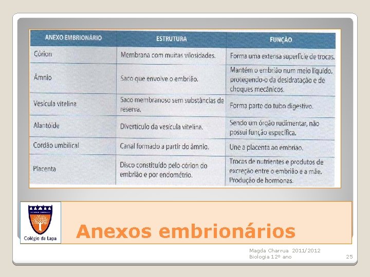 Anexos embrionários Magda Charrua 2011/2012 Biologia 12º ano 25 