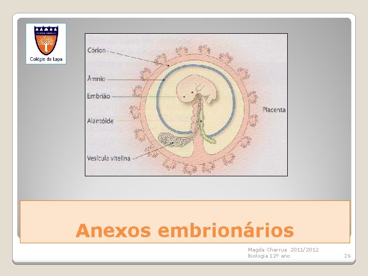 Anexos embrionários Magda Charrua 2011/2012 Biologia 12º ano 26 