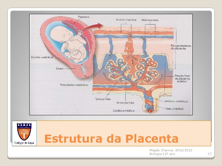 Estrutura da Placenta Magda Charrua 2011/2012 Biologia 12º ano 27 