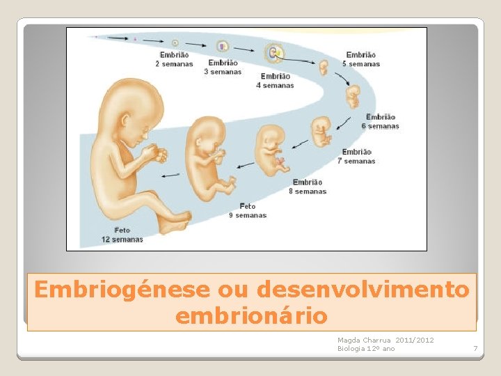 Embriogénese ou desenvolvimento embrionário Magda Charrua 2011/2012 Biologia 12º ano 7 