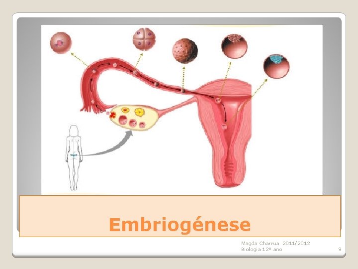 Embriogénese Magda Charrua 2011/2012 Biologia 12º ano 9 