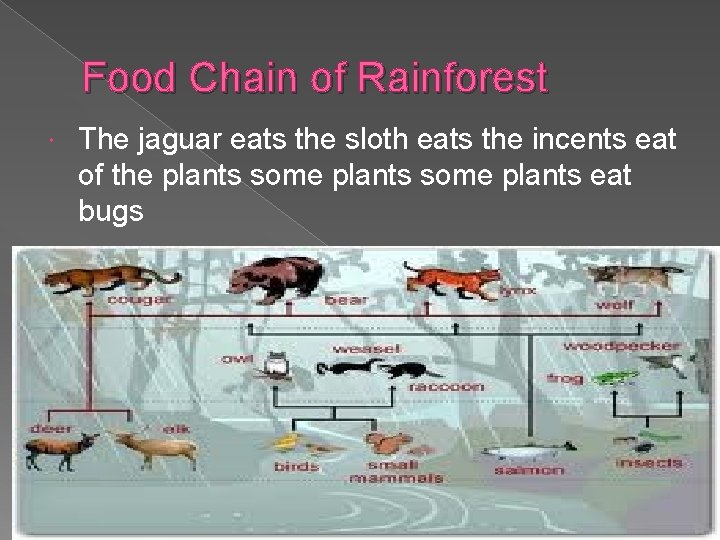 Food Chain of Rainforest The jaguar eats the sloth eats the incents eat of