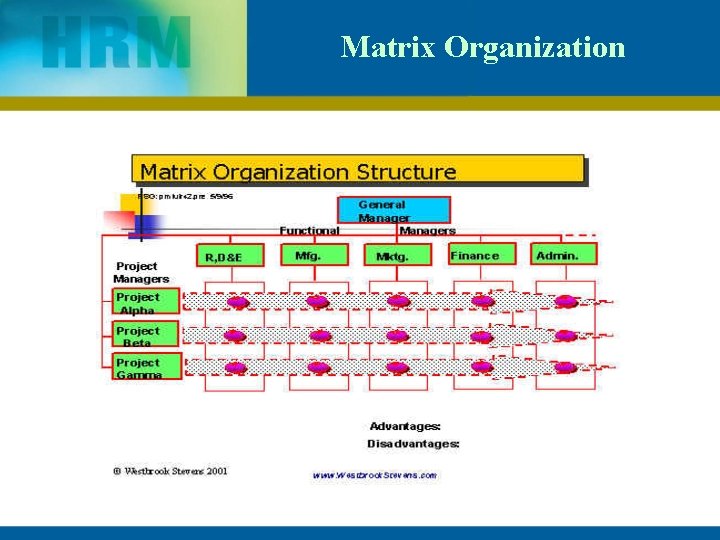 Matrix Organization 