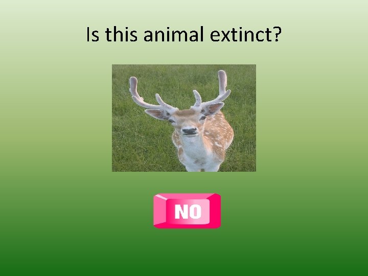 Is this animal extinct? 