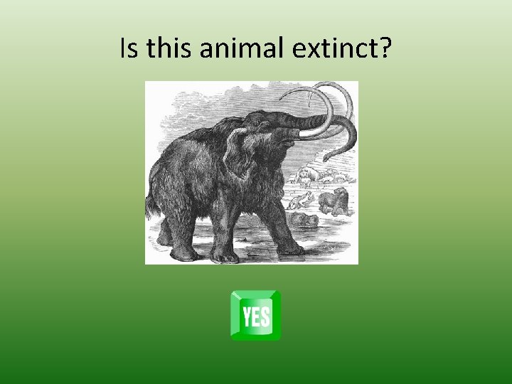 Is this animal extinct? 