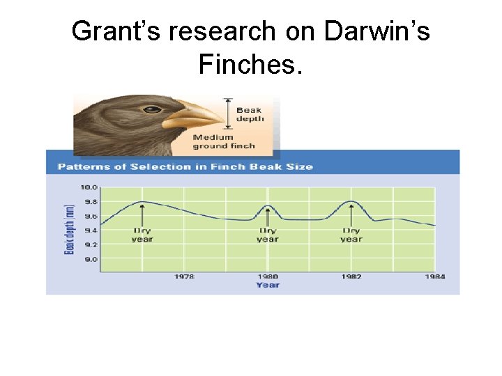Grant’s research on Darwin’s Finches. 