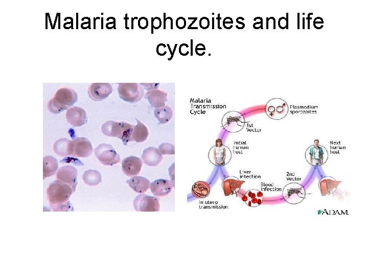 Malaria trophozoites and life cycle. 
