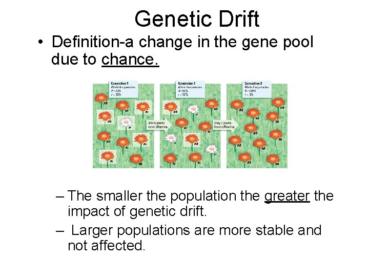 Genetic Drift • Definition-a change in the gene pool due to chance. – The