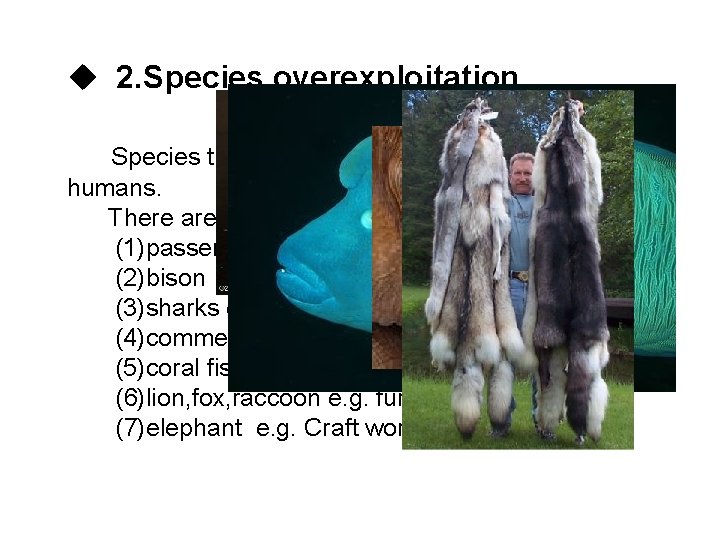 u 2. Species overexploitation Species that are hunted or harvested by humans. There are