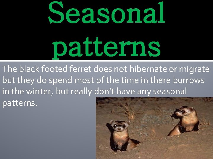 Seasonal patterns The black footed ferret does not hibernate or migrate but they do