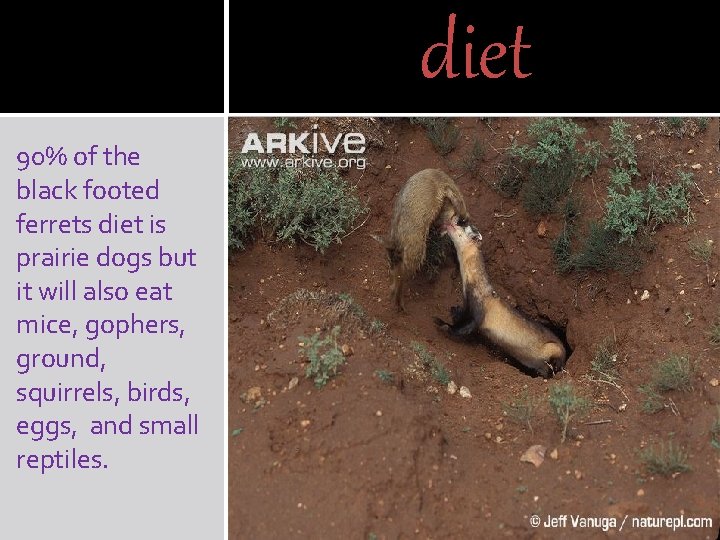 diet 90% of the black footed ferrets diet is prairie dogs but it will