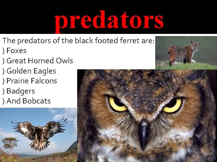 predators The predators of the black footed ferret are: ) Foxes ) Great Horned