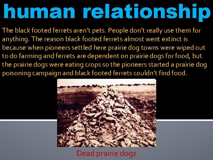 human relationship The black footed ferrets aren’t pets. People don’t really use them for