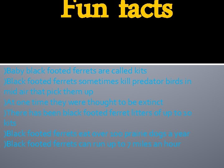 Fun facts )Baby black footed ferrets are called kits )Black footed ferrets sometimes kill