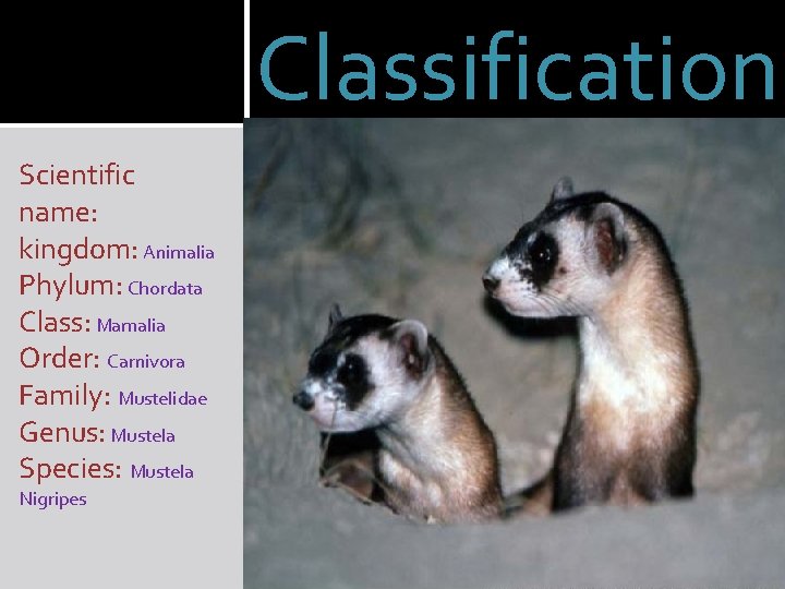 Classification Scientific name: kingdom: Animalia Phylum: Chordata Class: Mamalia Order: Carnivora Family: Mustelidae Genus: