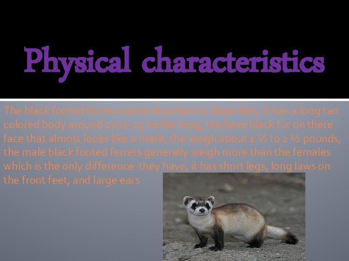 By spencer miller The black footed ferret Classification