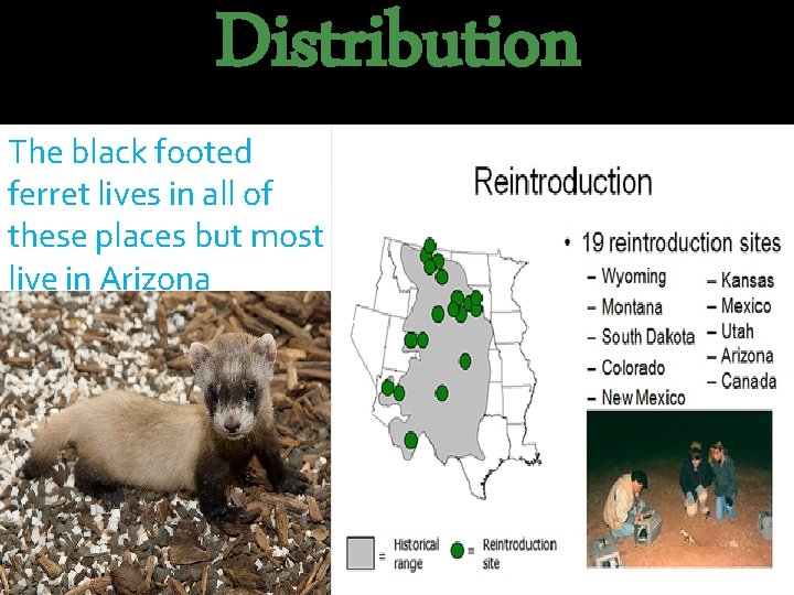 Distribution The black footed ferret lives in all of these places but most live