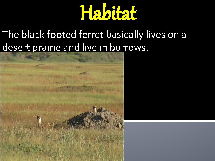 Habitat The black footed ferret basically lives on a desert prairie and live in