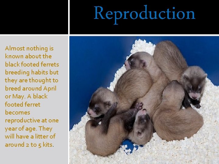 Reproduction Almost nothing is known about the black footed ferrets breeding habits but they