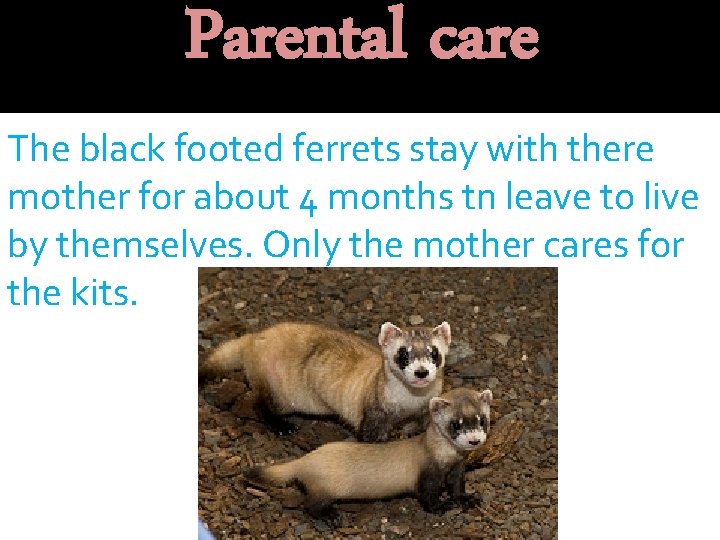 Parental care The black footed ferrets stay with there mother for about 4 months