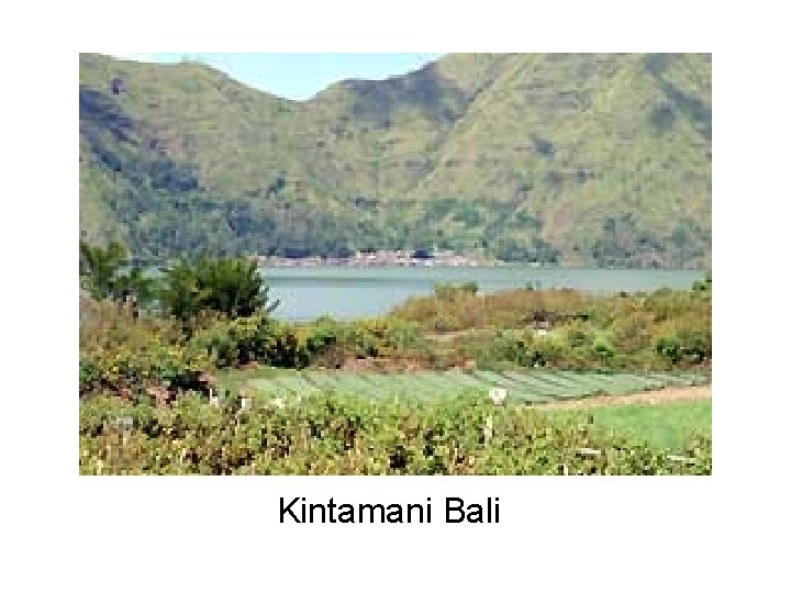 Kintamani Bali 