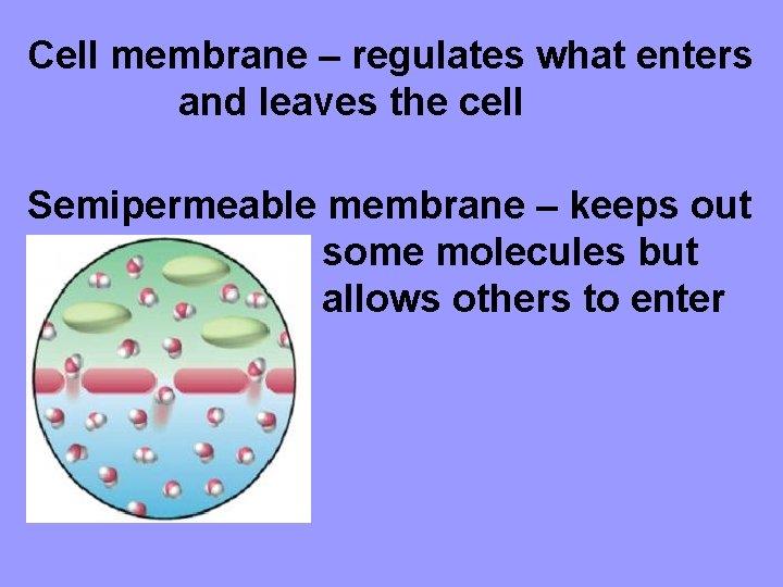 Cell membrane – regulates what enters and leaves the cell Semipermeable membrane – keeps