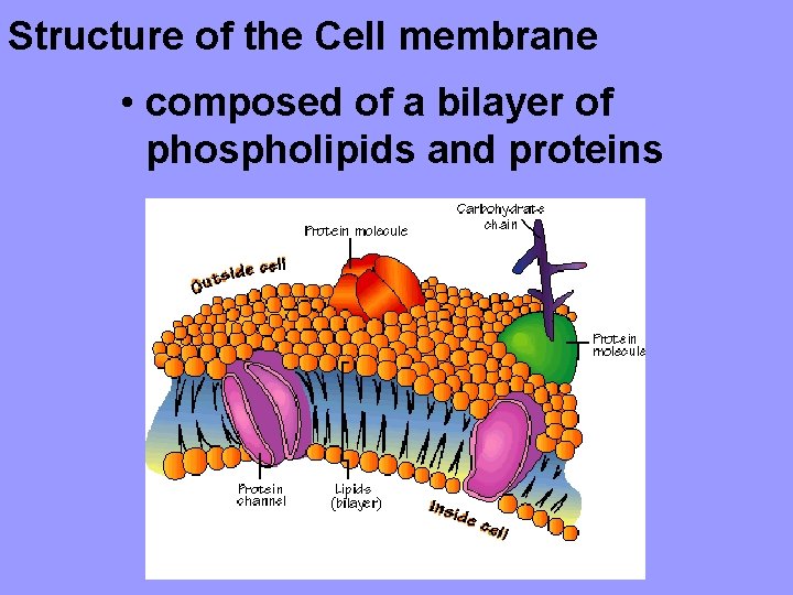 Structure of the Cell membrane • composed of a bilayer of phospholipids and proteins