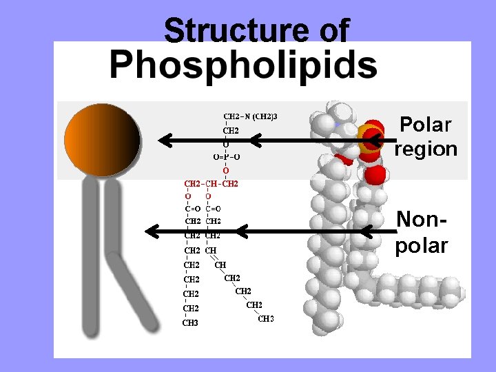 Structure of Nonpolar 