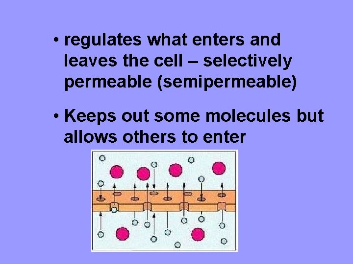  • regulates what enters and leaves the cell – selectively permeable (semipermeable) •