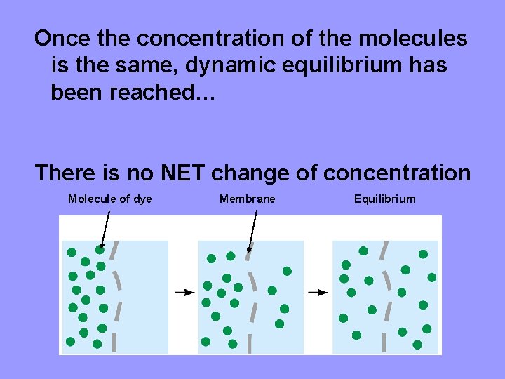 Once the concentration of the molecules is the same, dynamic equilibrium has been reached…