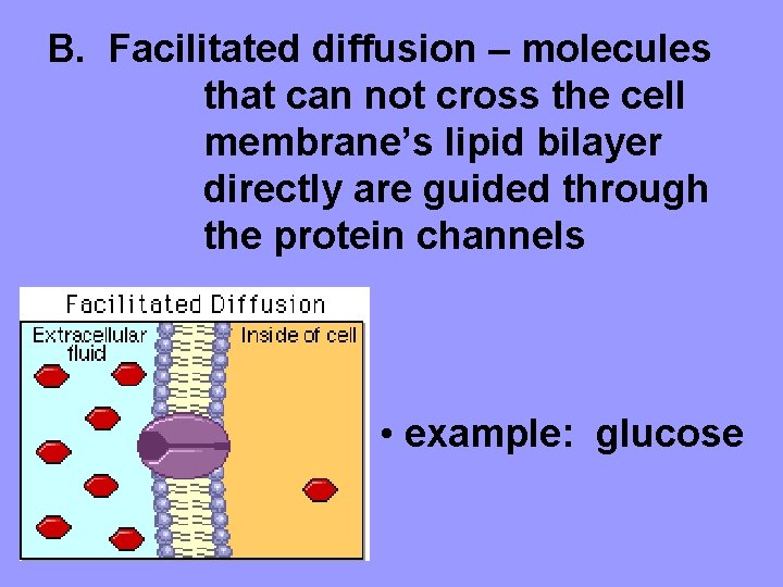 B. Facilitated diffusion – molecules that can not cross the cell membrane’s lipid bilayer