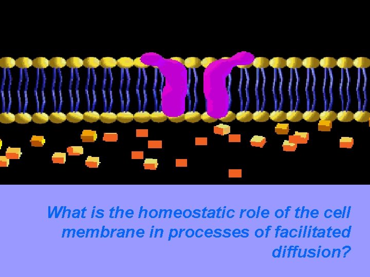 Solute Cell Membrane Protein Channel What is the homeostatic role of the cell membrane