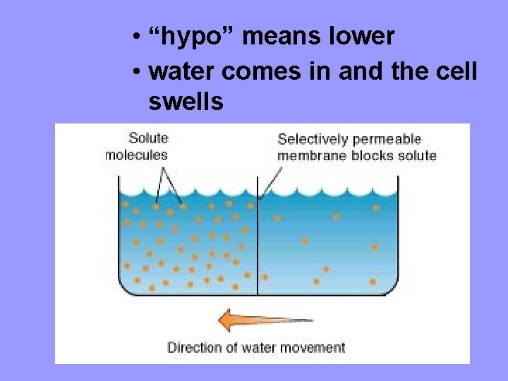  • “hypo” means lower • water comes in and the cell swells 