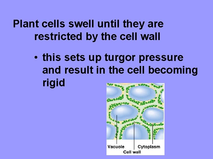 Plant cells swell until they are restricted by the cell wall • this sets